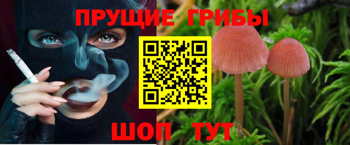 Губкин  Псилоцибиновые грибы мицелий  Вход с VPN 
